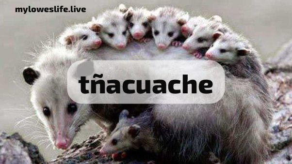 Exploring the Fascinating World of the Tñacuache: Nature’s Unique Opossum